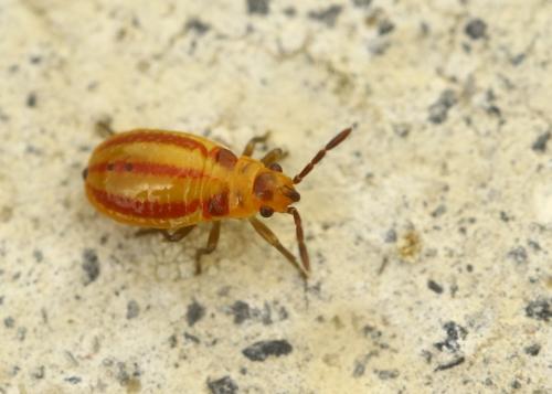 Melanocoryphus albomaculatus